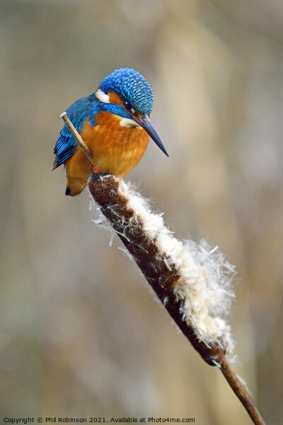 Kingfisher 2 Picture Board by Phil Robinson