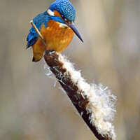Buy canvas prints of Kingfisher 2 by Phil Robinson