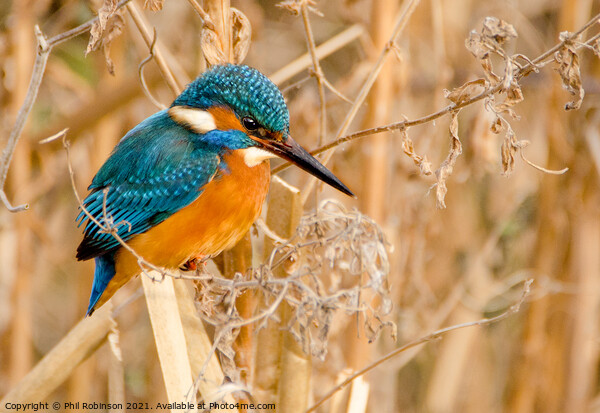 Kingfisher 3 Picture Board by Phil Robinson
