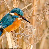 Buy canvas prints of Kingfisher 3 by Phil Robinson
