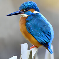 Buy canvas prints of Kingfisher 4 by Phil Robinson