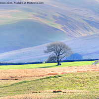 Buy canvas prints of Lake District Tree by Phil Robinson