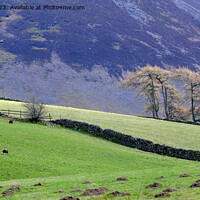 Buy canvas prints of Lake District trees and walls by Phil Robinson