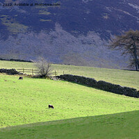 Buy canvas prints of Lake District fells and walls by Phil Robinson