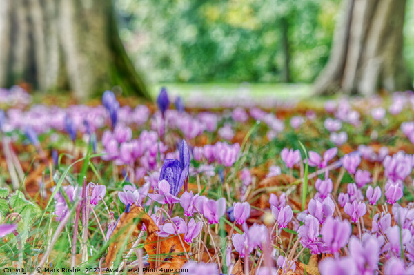 Cyclamen and Crocus  Picture Board by Mark Rosher