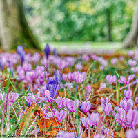 Buy canvas prints of Cyclamen and Crocus  by Mark Rosher