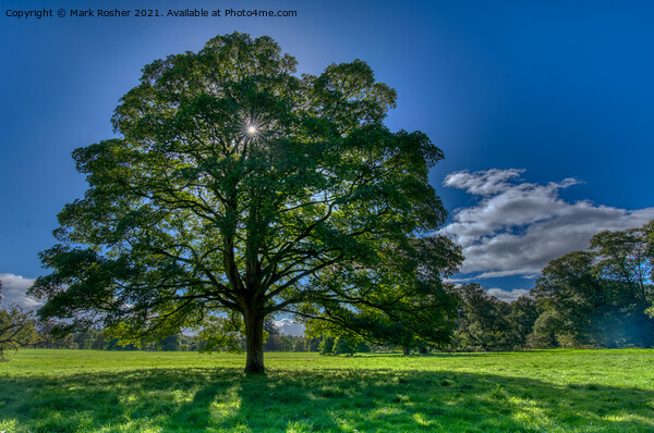 Sunburst through Oak Tree Picture Board by Mark Rosher