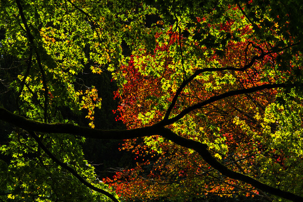 Backlit Autumn Tree Canopy of Red and Green Picture Board by Mark Rosher