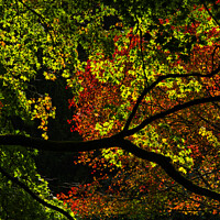 Buy canvas prints of Backlit Autumn Tree Canopy of Red and Green by Mark Rosher