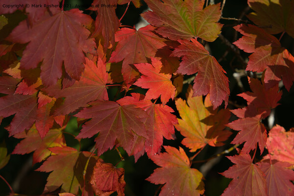 Autumn Maple Leaves Picture Board by Mark Rosher