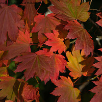 Buy canvas prints of Autumn Maple Leaves by Mark Rosher