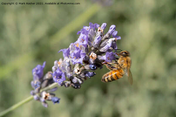 Honey Bee on Lavender Picture Board by Mark Rosher