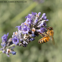 Buy canvas prints of Honey Bee on Lavender by Mark Rosher