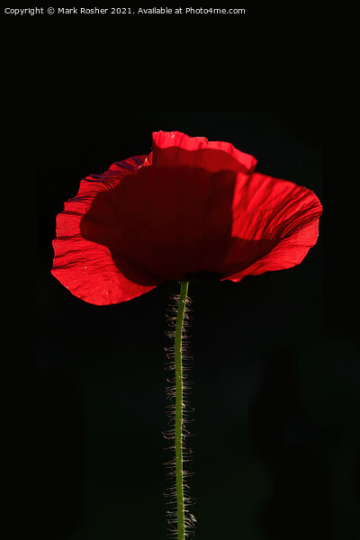 Backlit Red Poppy on Black Background Picture Board by Mark Rosher