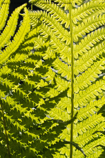 Sunlight Casts Shadows on Fern Leaves Picture Board by Mark Rosher