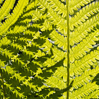 Buy canvas prints of Sunlight Casts Shadows on Fern Leaves by Mark Rosher