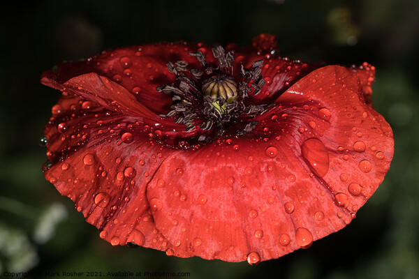 Wet Red Poppy Picture Board by Mark Rosher