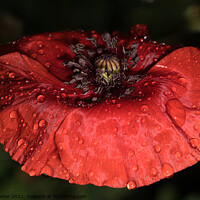 Buy canvas prints of Wet Red Poppy by Mark Rosher