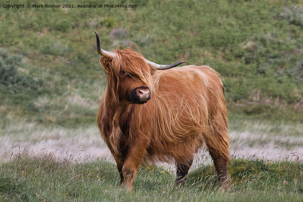 Highland Cattle Picture Board by Mark Rosher