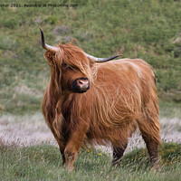 Buy canvas prints of Highland Cattle by Mark Rosher
