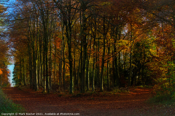 The curve in the path, an autumn woodland. Picture Board by Mark Rosher