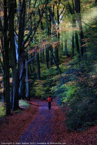 Cycling through the beech wood Picture Board by Mark Rosher