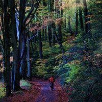 Buy canvas prints of Cycling through the beech wood by Mark Rosher