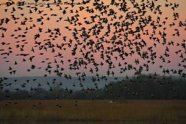 Starling Murmuration Flypast Picture Board by Mark Rosher