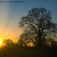 Buy canvas prints of Sunset, Oak and Crows by Mark Rosher