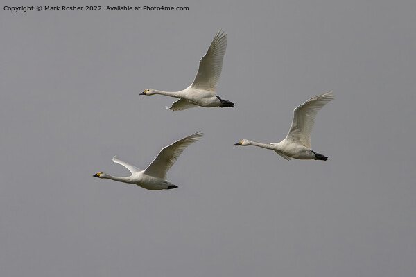 Bewick Swan trio Picture Board by Mark Rosher