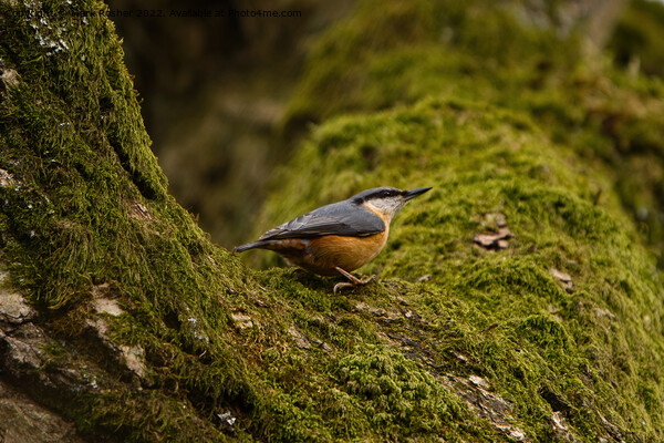 Nuthatch on Mossy Branch Picture Board by Mark Rosher