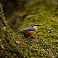 Buy canvas prints of Nuthatch on Mossy Branch by Mark Rosher
