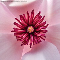 Buy canvas prints of Magnolia Heart by Mark Rosher