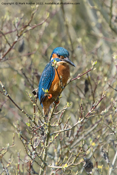 Kingfisher on Alert Picture Board by Mark Rosher