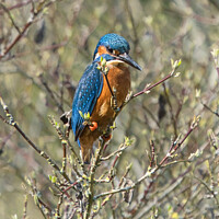 Buy canvas prints of Kingfisher on Alert by Mark Rosher