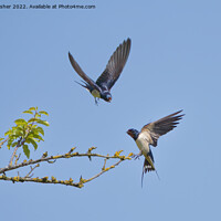 Buy canvas prints of Playful Swallows by Mark Rosher