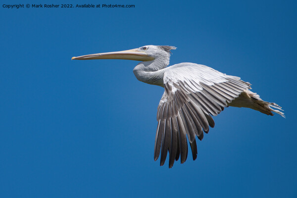 Pelican in flight Picture Board by Mark Rosher