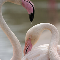 Buy canvas prints of A Drop of Flamingo by Mark Rosher