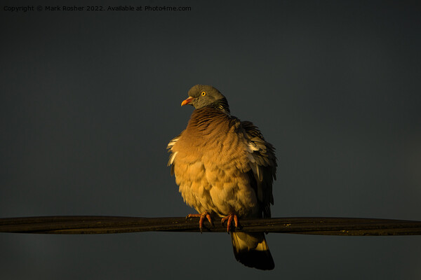 Golden Hour Pigeon Picture Board by Mark Rosher