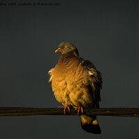 Buy canvas prints of Golden Hour Pigeon by Mark Rosher