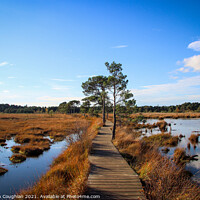 Buy canvas prints of Thursley Nature Reserve by Stephen Coughlan