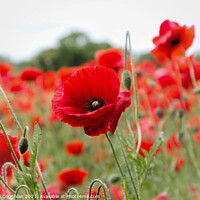 Buy canvas prints of Poppies at the Poppy Farm by Stephen Coughlan