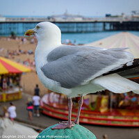 Buy canvas prints of Seagull at Brighton by Stephen Coughlan