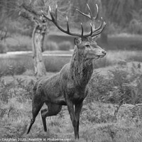 Buy canvas prints of Bushy Park Deer by Stephen Coughlan