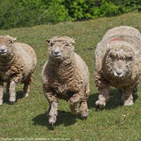 Buy canvas prints of Dorking Sheep by Stephen Coughlan