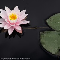 Buy canvas prints of Lily on the Cow Pond by Stephen Coughlan