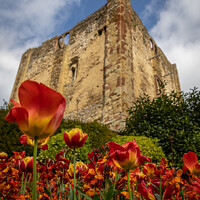 Buy canvas prints of Tulip season at Guildford Castle by Stephen Coughlan
