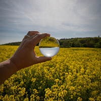 Buy canvas prints of Rapeseed Field through Lensball by Stephen Coughlan