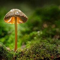 Buy canvas prints of  Mushroom standing proud  by Brent Thompson