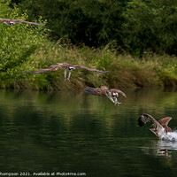 Buy canvas prints of Osprey diving for fish by Brent Thompson
